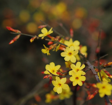 迎春花 花卉 春的信息 花朵