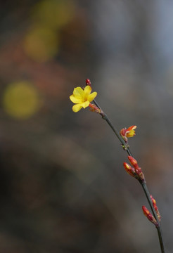 迎春花 花卉 春的信息 花朵