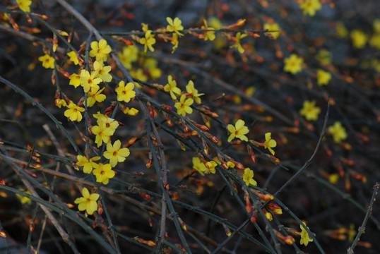 迎春花 花卉 春的信息 花朵