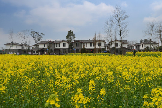 郫县三道堰青杠树村油菜花