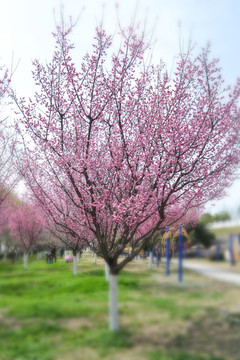 梦幻桃花树