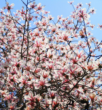 树枝 花