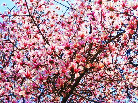 树枝 花