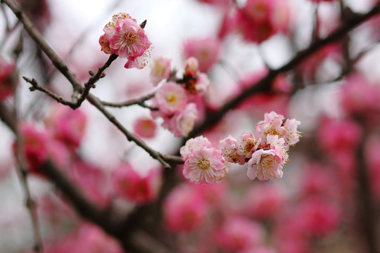 桃花特写