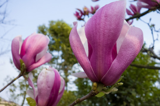 玉兰花开