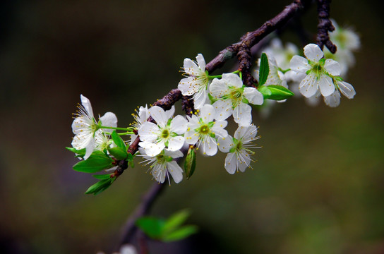 李花