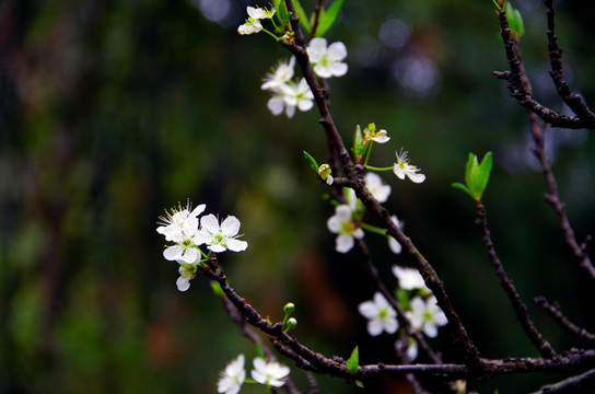 李花