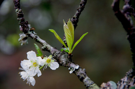 李花