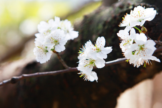 樱桃花