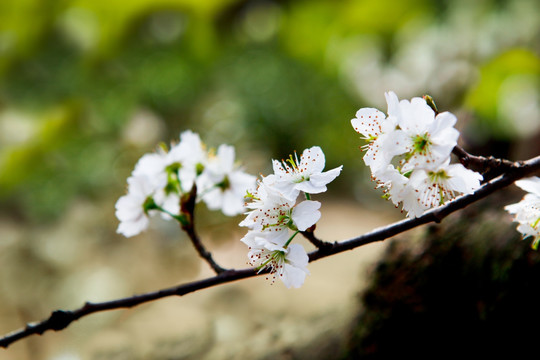 樱桃花