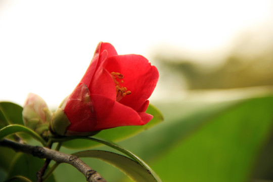 山茶花