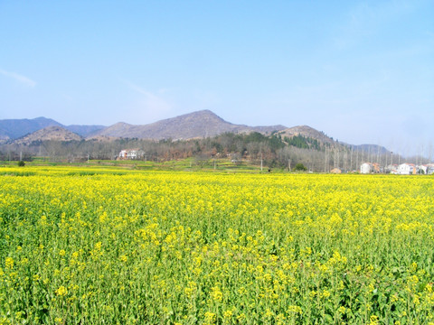 开满油菜花的农田