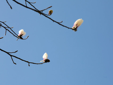 望春花