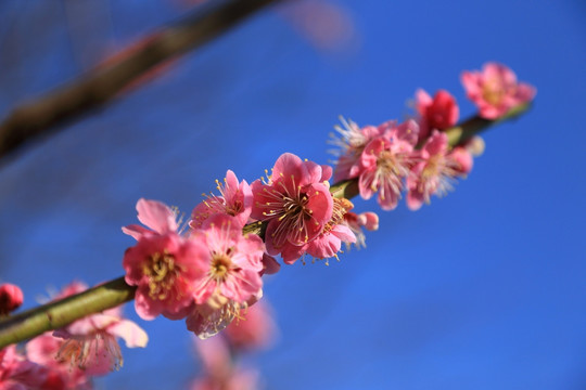 桃花