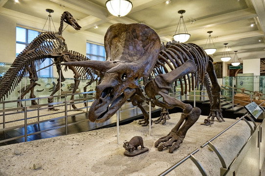 恐龙化石 骨骼标本