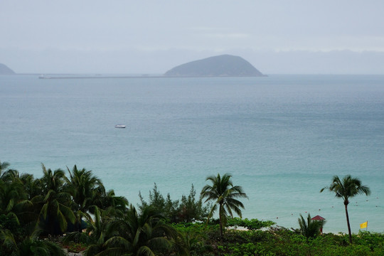 亚龙湾椰子树