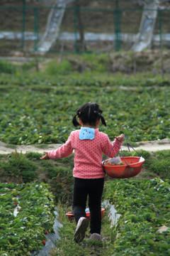 采草莓的小女孩 女孩背影