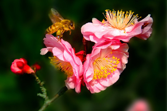 蜜蜂 花卉 图片素材