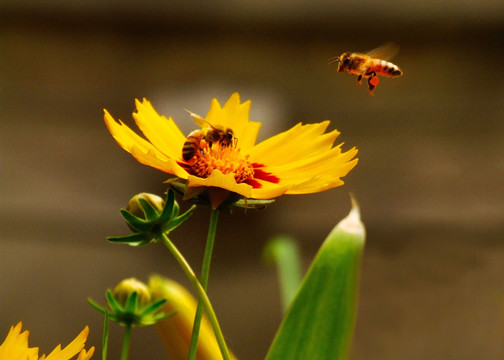 蜜蜂 花卉 图片素材