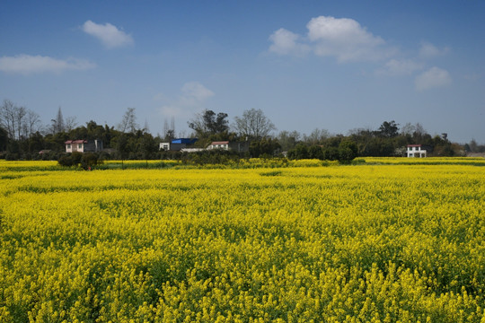 成都平原油菜花