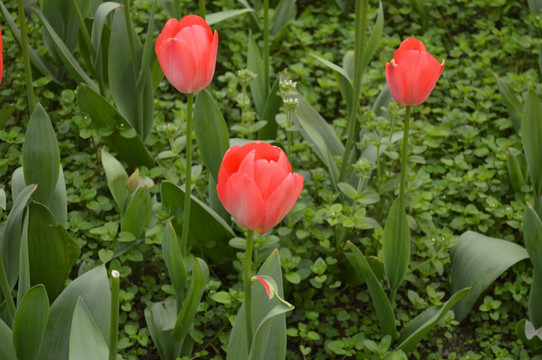 郁金香 鲜花