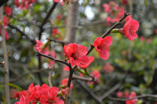 花卉 桃花 红花