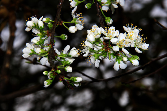 李子花