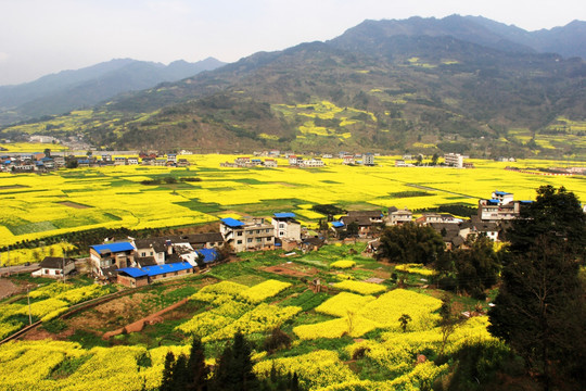 油菜花