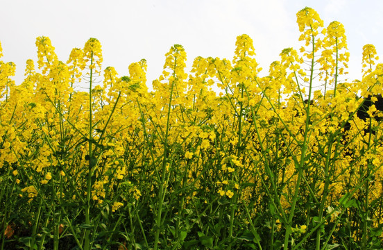 油菜花