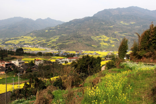 油菜花