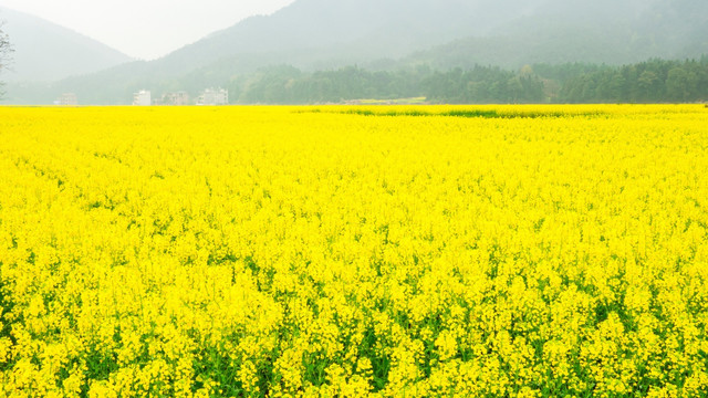 油菜花 春天