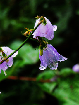 花带雨