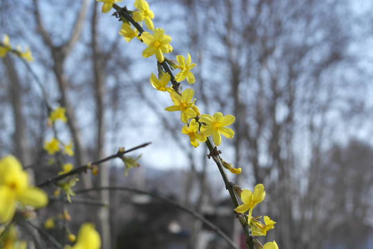 迎春花