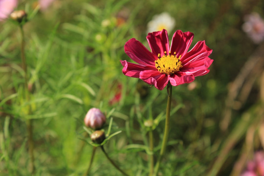 格桑花