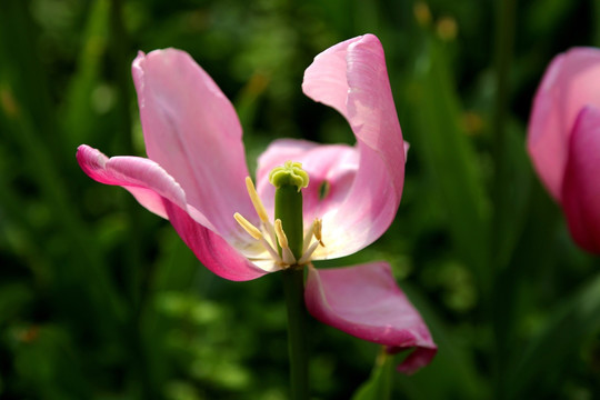 郁金香 残花