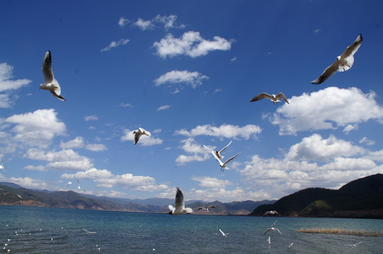 泸沽湖 海鸥