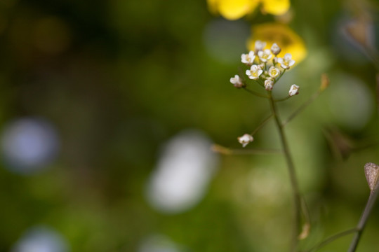 油菜花 金黄 花卉 特写 静物