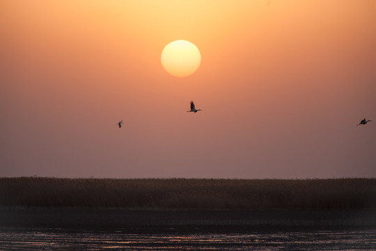 东方白鹳 日落 暖调 夕阳