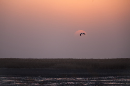 一只东方白鹳 日落 暖调 夕阳