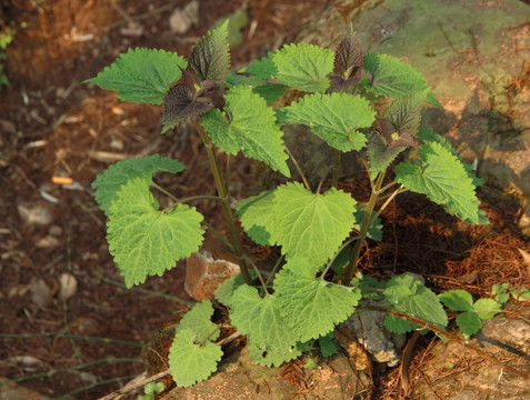 藿香植株