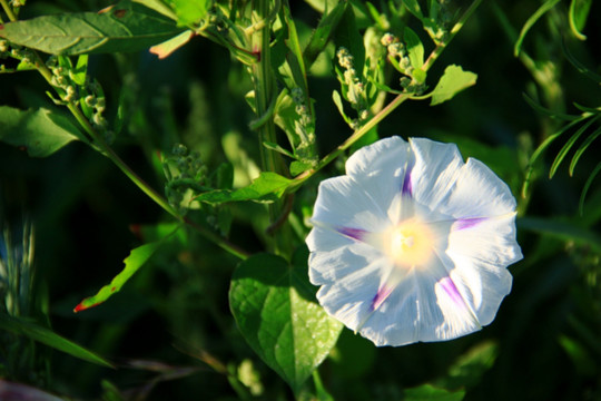 牵牛花