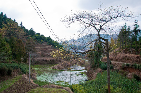 山景