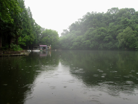 森林公园雨季