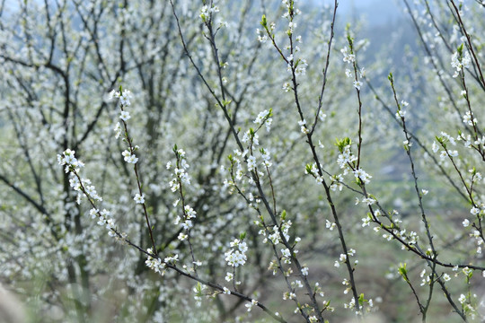 李子花 李子 花卉 白花 鲜花