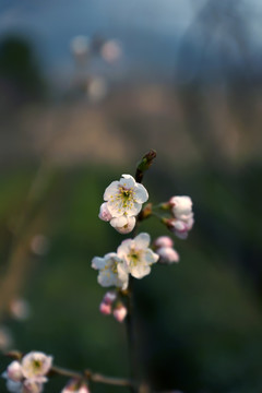 樱花