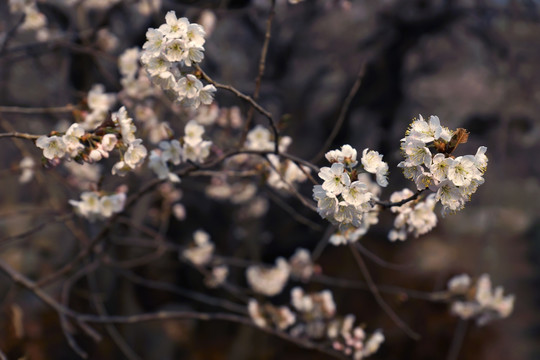 樱花