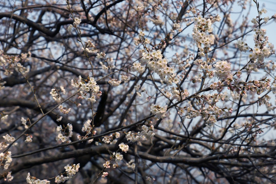 樱花花海