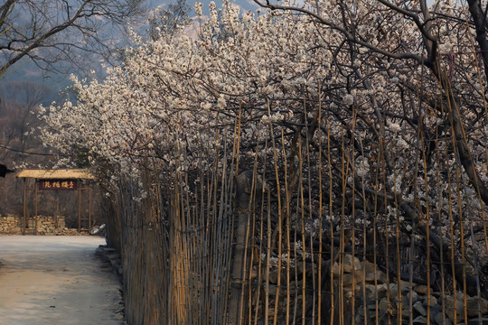 樱花基地