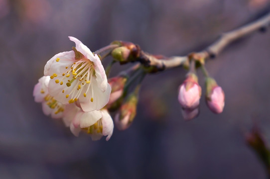 樱花