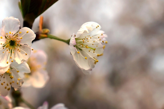 樱花